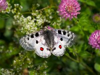 Parnassius apollo